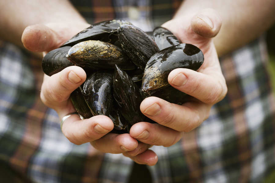 Recetas de mejillones en salsa